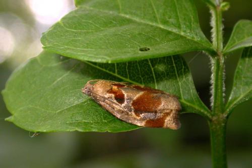 Réf. 334 380 : Archips sp.
