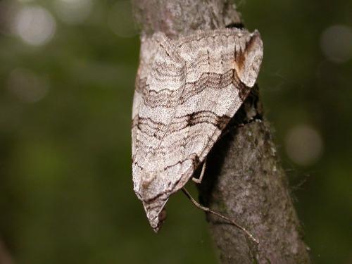 Aplocera sp.