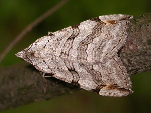 Aplocera sp.