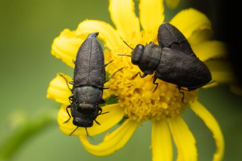 Réf. 334 655 : Anthaxia sp.