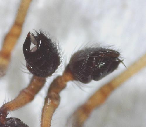 Steatoda bipunctata