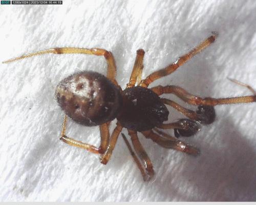 Steatoda bipunctata