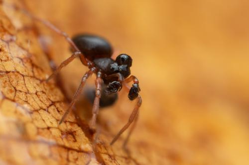 Parapelecopsis nemoralioides