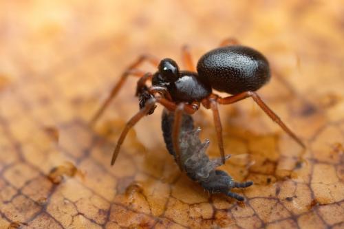 Parapelecopsis nemoralioides