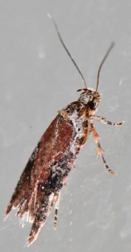 Agonopterix purpurea