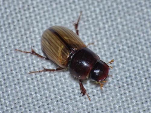 Réf. 334 666 : Bodilus sp.