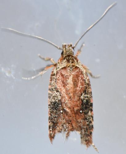 Agonopterix purpurea