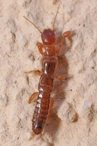 Haploembia sp.