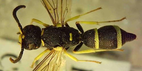 Stenodynerus bluethgeni