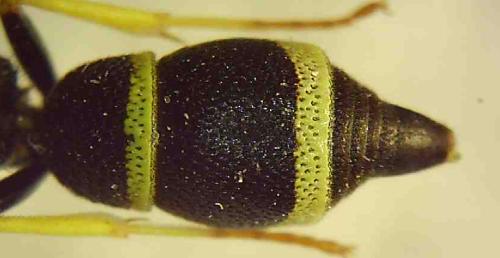 Stenodynerus bluethgeni