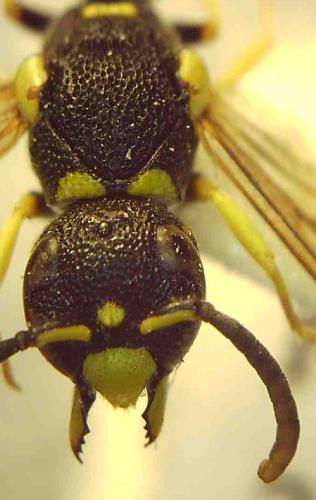 Stenodynerus bluethgeni