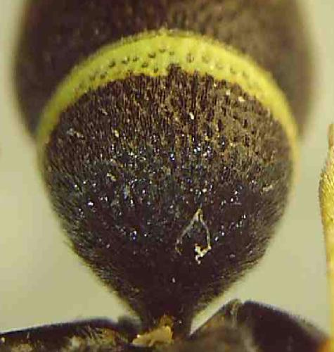 Stenodynerus bluethgeni