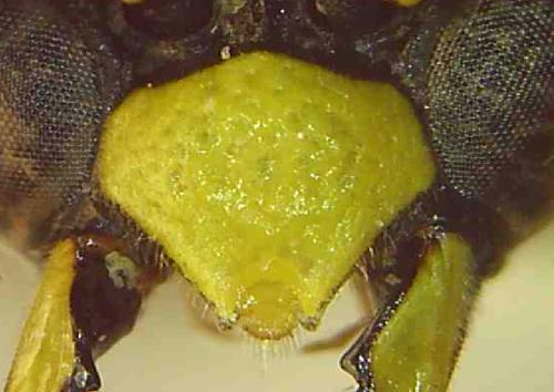 Réf. 334 477 : Stenodynerus bluethgeni
