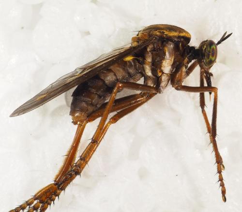 Réf. 334 195 : Blepharepium sp.