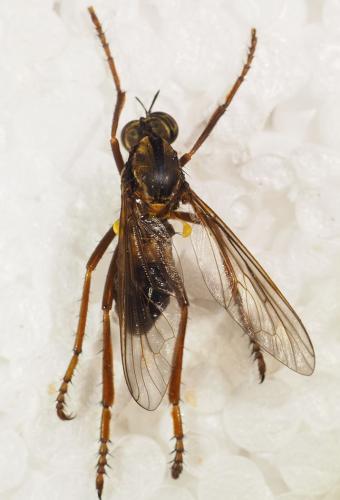 Réf. 334 194 : Blepharepium sp.