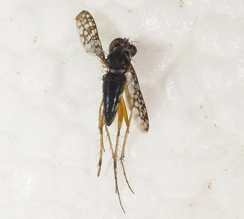 Stenopygium punctipennis