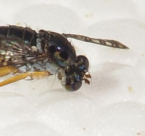 Stenopygium punctipennis