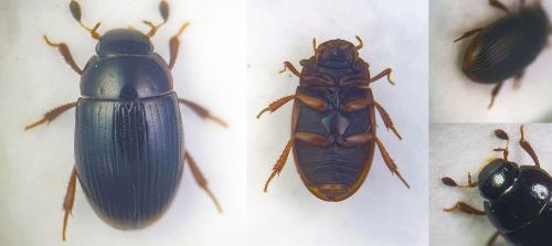 Cercyon arenarius