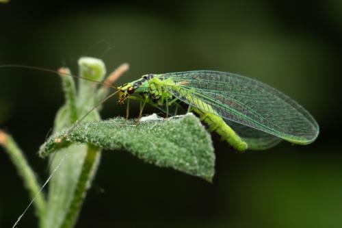 Réf. 334 479 : Chrysopa walkeri