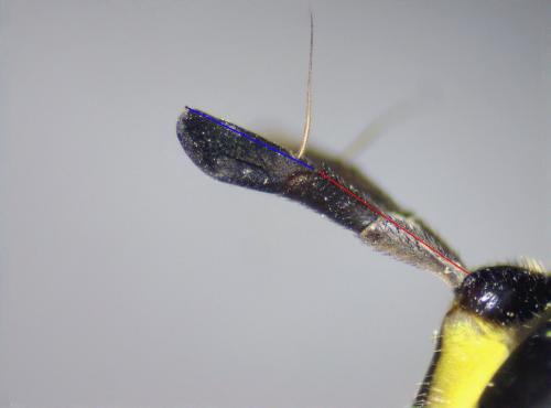 Réf. 334 540 : Chrysotoxum verralli