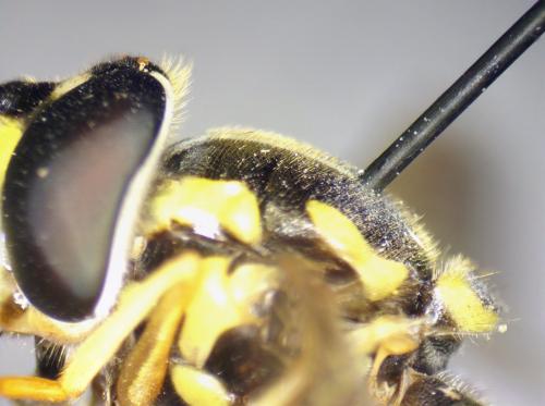 Chrysotoxum verralli