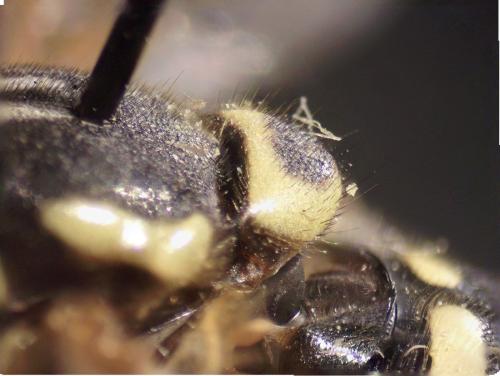 Chrysotoxum verralli