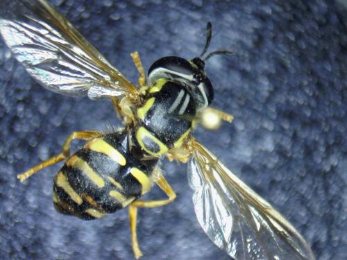 Chrysotoxum verralli