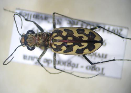 Lophyra neglecta