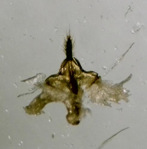 Réf. 334 244 : Colletes hederae