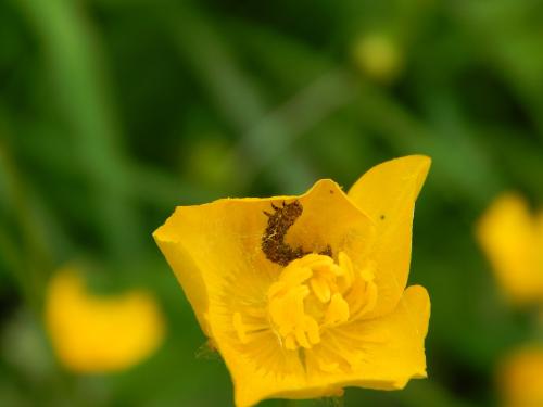 Cnephasia sp.