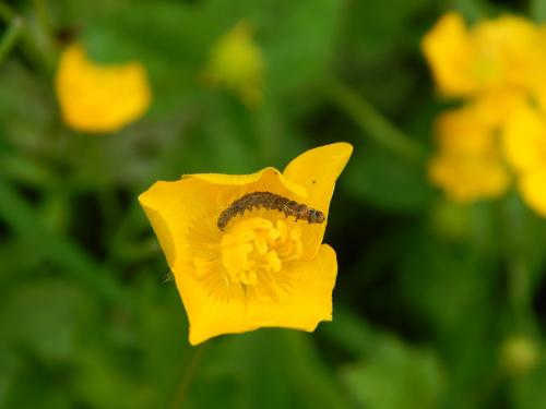 Cnephasia sp.