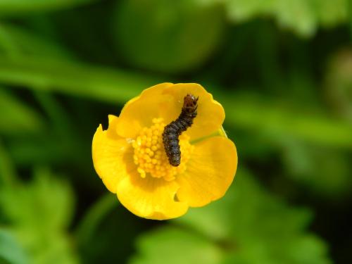 Cnephasia sp.