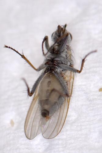 Réf. 334 992 : Fucellia sp.