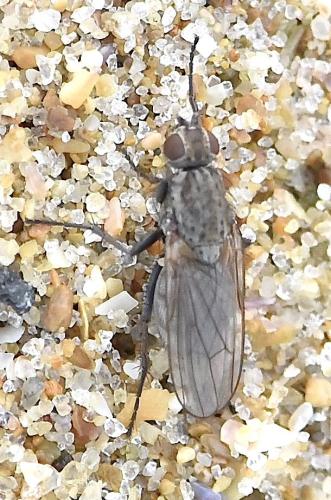 Réf. 334 958 : Fucellia sp.
