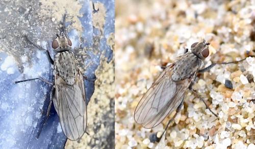 Réf. 334 945 : Fucellia sp.