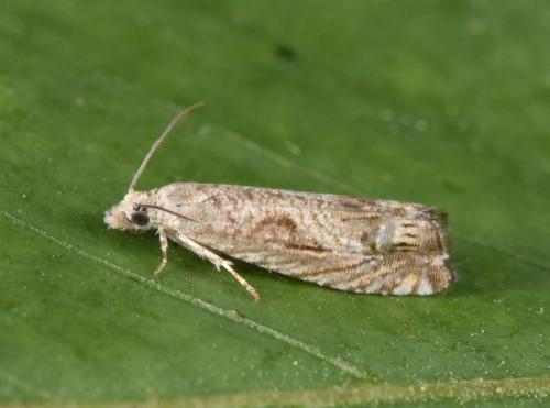 Selania leplastriana