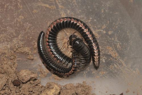 Ommatoiulus ilicis