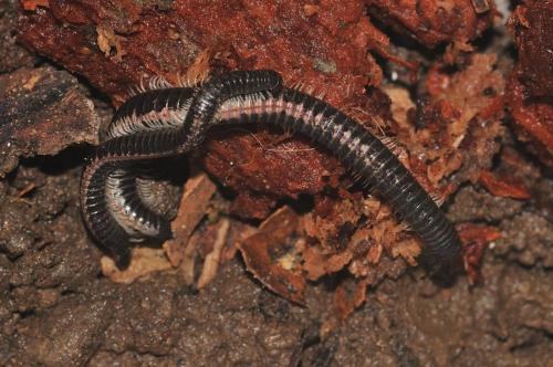 Ommatoiulus ilicis