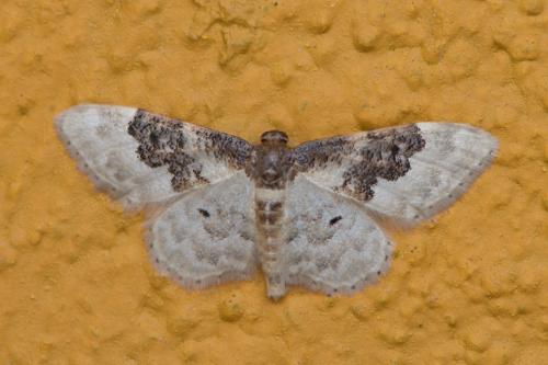 Réf. 334 497 : Idaea rusticata