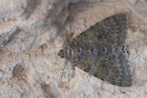 Catocala elocata