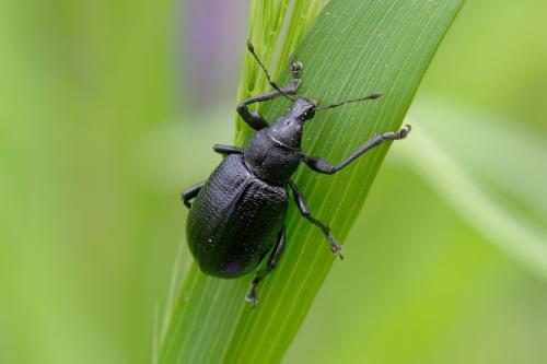 Réf. 334 985 : Liophloeus tessulatus