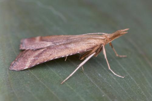 Réf. 334 687 : Synaphe punctalis