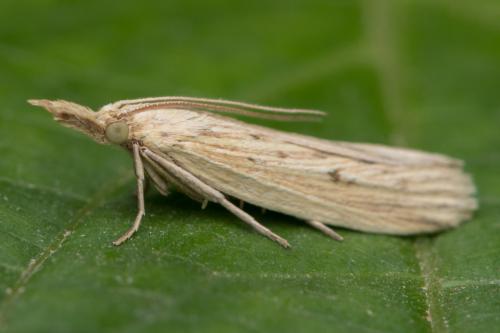 Réf. 334 724 : Ematheudes punctella