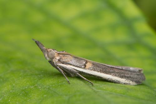 Etiella zinckenella
