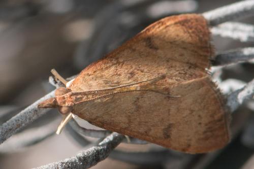 Uresiphita gilvata
