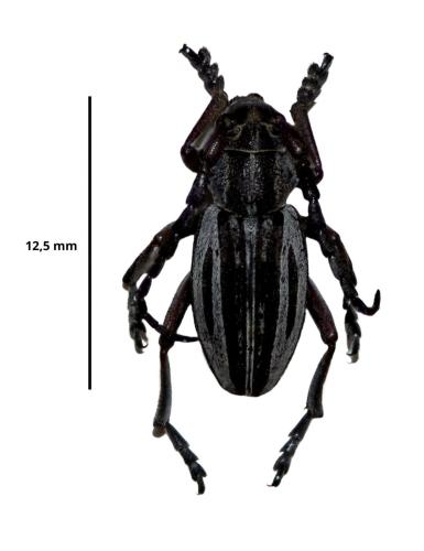 Dorcadion eugeniae