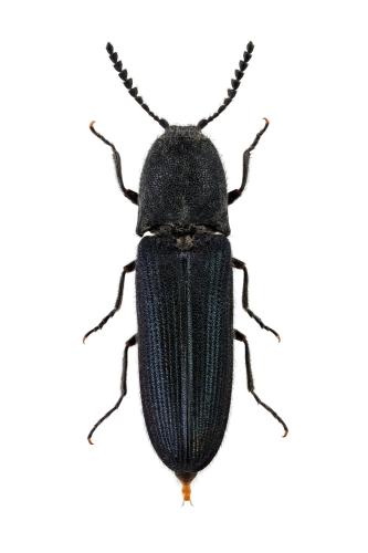 Limoniscus violaceus