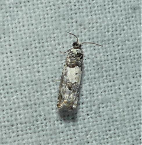 Réf. 334 889 : Epinotia thapsiana