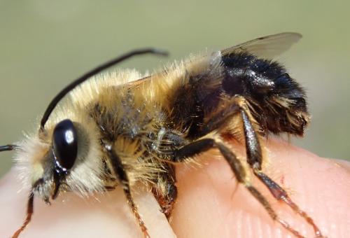 Réf. 334 605 : Eucera caspica