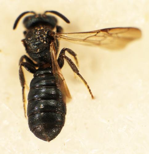 Ceratina cyanea